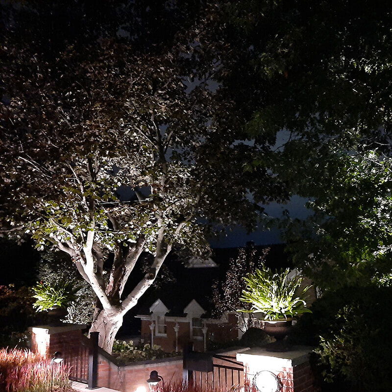 Trees uplighting