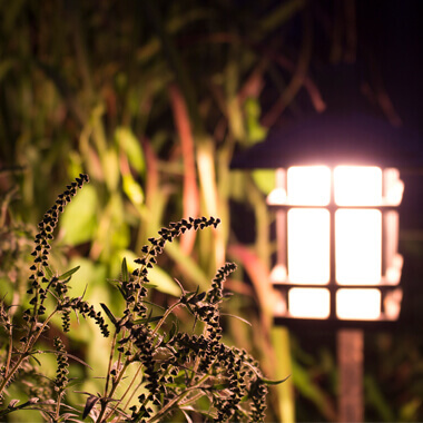 Plants illuminated by path lights