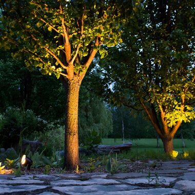 trees uplighting