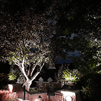 Tree with uplighting